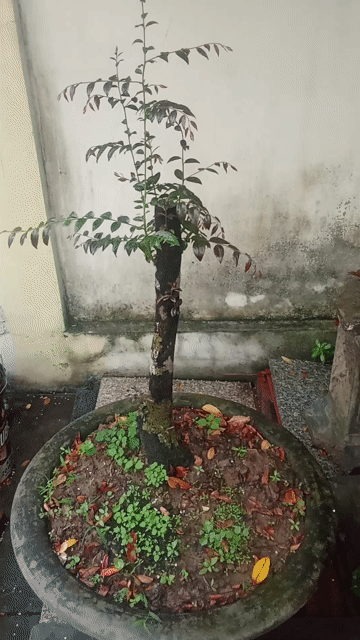 Cây ổi Đỏ dáng trực bàn trà. Mua bán Cây cảnh, đồ trang trí tại Huyện An Dương Hải Phòng được đăng bởi lexus hình 1
