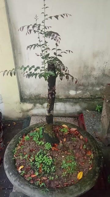 Cây ổi Đỏ dáng trực bàn trà. Mua bán Cây cảnh, đồ trang trí tại Huyện An Dương Hải Phòng được đăng bởi lexus hình 1