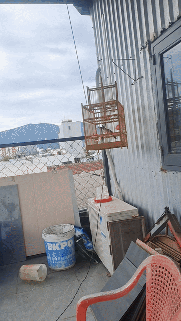 chào mào mồi. Mua bán Chim tại Quận Sơn Trà Đà Nẵng được đăng bởi Anh Map hình 1