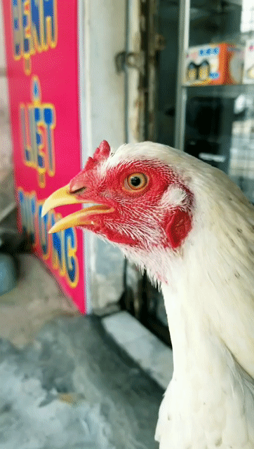 mái nòi bướm tơ trạng khủng. Mua bán Gà tại Quận 12 Tp Hồ Chí Minh được đăng bởi minh hình 1