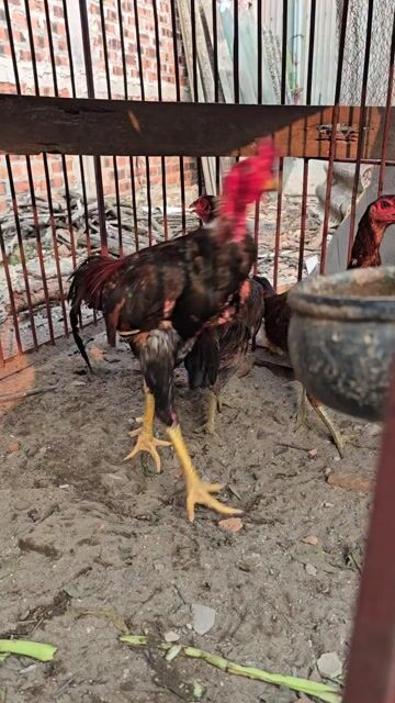 Gà Đen 15 tháng. Mua bán Gà tại Huyện Sóc Sơn Hà Nội được đăng bởi công đô hình 1