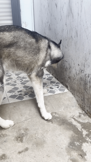 Chó Husky hơn 7 tháng. Mua bán Chó tại Thành phố Thuận An Bình Dương được đăng bởi Binnn hình 1