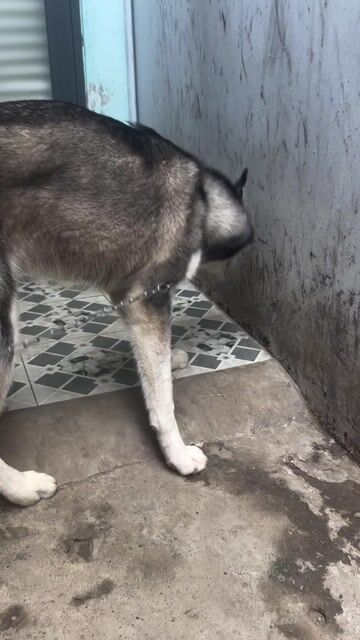 Chó Husky hơn 7 tháng. Mua bán Chó tại Thành phố Thuận An Bình Dương được đăng bởi Binnn hình 1