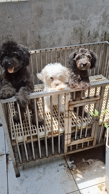 bảo hành sức khỏe 1 tháng.  thuần chủng. Mua bán Chó tại Quận 7 Tp Hồ Chí Minh được đăng bởi tran nguyen ngoc khanh hình 1