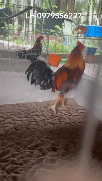 Gà chọi Vàng đực. Mua bán Gà tại Huyện Ba Tri Bến Tre được đăng bởi Sang Minamino hình 1