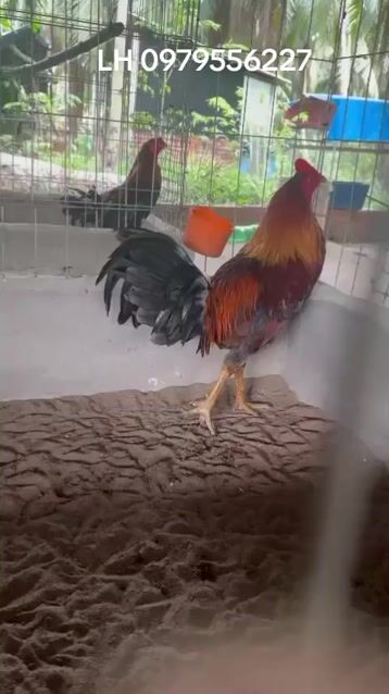Gà chọi Vàng đực. Mua bán Gà tại Huyện Ba Tri Bến Tre được đăng bởi Sang Minamino hình 1