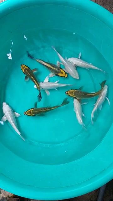 Cá Koi Trắng Vàng Đen. Mua bán Thú cưng khác tại Thành phố Thủ Đức Tp Hồ Chí Minh được đăng bởi Thien Hoang hình 1