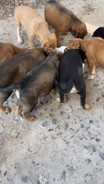 Chó cỏ nhiều màu có trai có gái. Mua bán Chó tại Thành phố Thuận An Bình Dương được đăng bởi Nguyễn Khắc Quỳnh hình 1