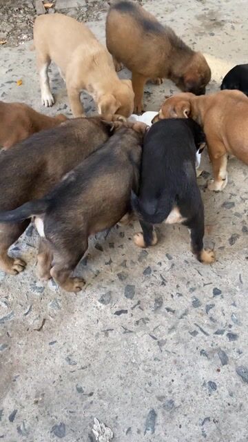 Chó cỏ nhiều màu có trai có gái. Mua bán Chó tại Thành phố Thuận An Bình Dương được đăng bởi Nguyễn Khắc Quỳnh hình 1