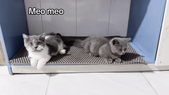 Mèo aln bicolor lùn trai. Mua bán Mèo tại Quận Tân Phú Tp Hồ Chí Minh được đăng bởi Triệu Trường Thịnh hình 1