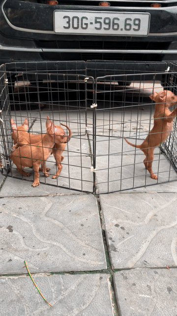 Chó Chihuahua nhỏ Nâu vàng đã tiêm phòng. Mua bán Chó tại Quận Hai Bà Trưng Hà Nội được đăng bởi nguyễn hình 1