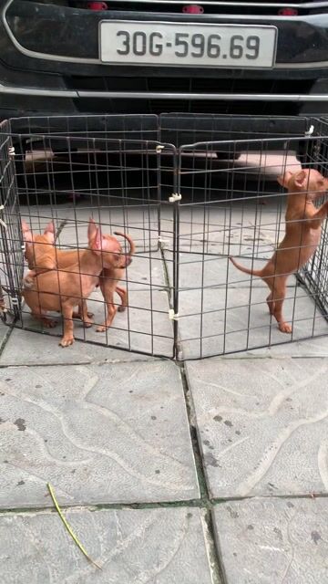 Chó Chihuahua nhỏ Nâu vàng đã tiêm phòng. Mua bán Chó tại Quận Hai Bà Trưng Hà Nội được đăng bởi nguyễn hình 1