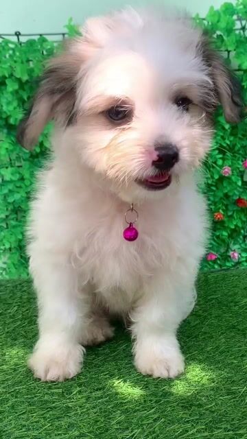 BÉ NHẬT + POODLE LANH LỢI. Mua bán Chó tại Huyện Hóc Môn Tp Hồ Chí Minh được đăng bởi Cún xinh nhà TaDa hình 1