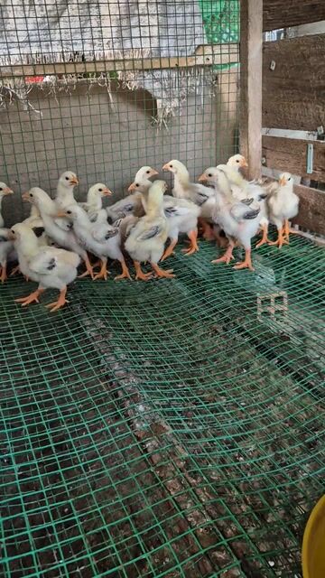 Gà Đông Tảo 20 ngày tuổi Khỏe mạnh. Mua bán Gà tại Huyện Hóc Môn Tp Hồ Chí Minh được đăng bởi phan hưng hình 1