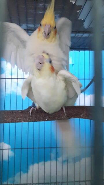 Chim Cockatiel Trắng vàng Đôi sinh sản. Mua bán Chim tại Quận Gò Vấp Tp Hồ Chí Minh được đăng bởi Bao Bao hình 1
