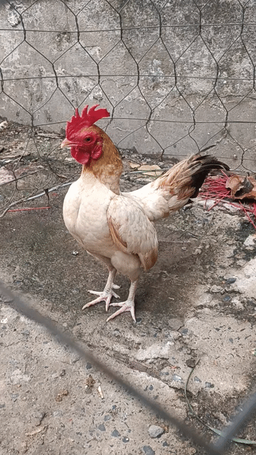 Gà tre đực Nâu, trắng 6 lạng. Mua bán Gà tại Thành phố Dĩ An Bình Dương được đăng bởi bibi hình 1