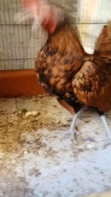 Gà cảnh trống 4 tháng. Mua bán Gà tại Quận Tân Bình Tp Hồ Chí Minh được đăng bởi Thanh  hình 1