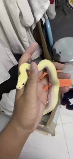 Thú cưng Ivory hiền. Mua bán Thú cưng khác tại Huyện Nhà Bè Tp Hồ Chí Minh được đăng bởi Noname hình 1