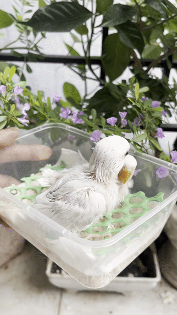 Vẹt lovebird Trắng. Mua bán Chim tại Quận 8 Tp Hồ Chí Minh được đăng bởi BlackBird hình 1