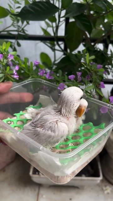 Vẹt lovebird Trắng. Mua bán Chim tại Quận 8 Tp Hồ Chí Minh được đăng bởi BlackBird hình 1
