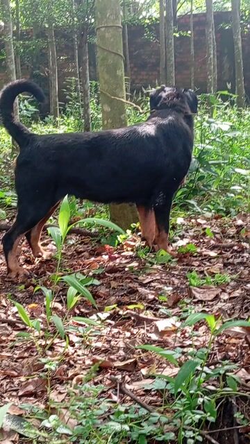 Rottweiler. Mua bán Chó tại Huyện Trảng Bom Đồng Nai được đăng bởi Trần Văn lưu hình 1