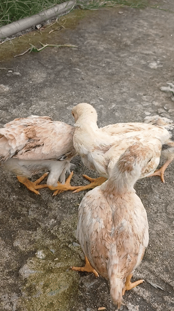 Gà Koshamo Nâu nhạt 2 tháng. Mua bán Gà tại Huyện Đức Hòa Long An được đăng bởi trantu hình 1