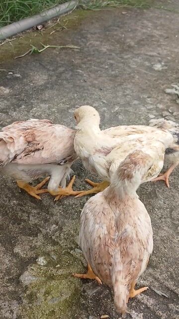 Gà Koshamo Nâu nhạt 2 tháng. Mua bán Gà tại Huyện Đức Hòa Long An được đăng bởi trantu hình 1