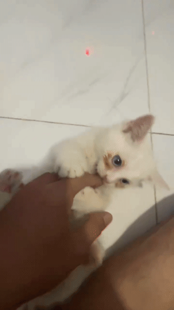 Mèo Ald trắng 2 tháng tuổi. Mua bán Mèo tại Thị xã Bến Cát Bình Dương được đăng bởi Duong Tan hình 1