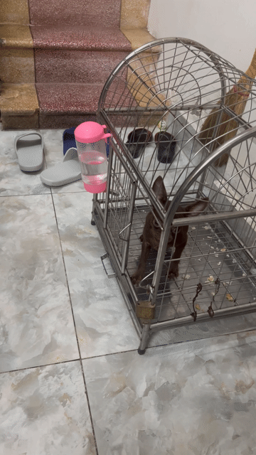 Chó Chihuahua Cái Socola Hơn 3 tháng. Mua bán Chó tại Quận Hai Bà Trưng Hà Nội được đăng bởi Đào Minh Thắng hình 1