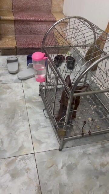 Chó Chihuahua Cái Socola Hơn 3 tháng. Mua bán Chó tại Quận Hai Bà Trưng Hà Nội được đăng bởi Đào Minh Thắng hình 1