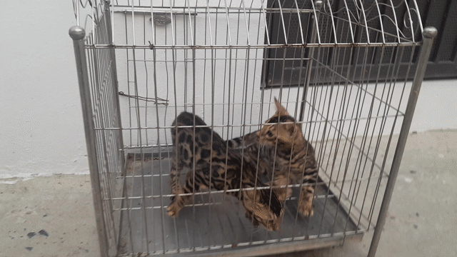 Mèo Bengal Đực, Cái Đốm vằn. Mua bán Mèo tại Quận Hà Đông Hà Nội được đăng bởi Thủy hình 1