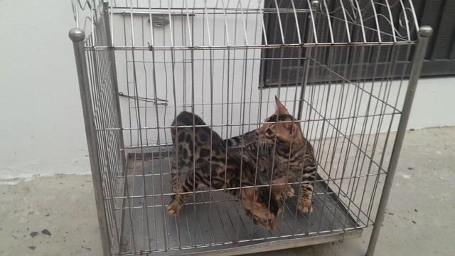 Mèo Bengal Đực, Cái Đốm vằn. Mua bán Mèo tại Quận Hà Đông Hà Nội được đăng bởi Thủy hình 1