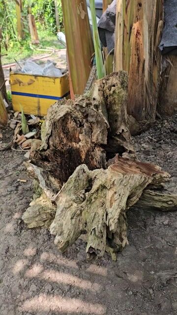 Gốc cây cảnh Gỗ tự nhiên. Mua bán Cây cảnh, đồ trang trí tại Quận 12 Tp Hồ Chí Minh được đăng bởi Minhnguyen hình 1