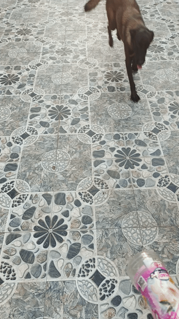 Chó Béc Bỉ cái. Mua bán Chó tại Huyện Phú Xuyên Hà Nội được đăng bởi Nguyễn Văn phòng  hình 1