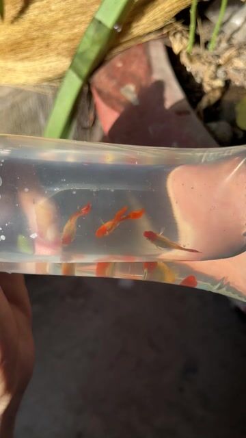 Cá cảnh Will Koi Short. Mua bán Thú cưng khác tại Huyện Châu Thành Tiền Giang được đăng bởi Tiểu Cường hình 1