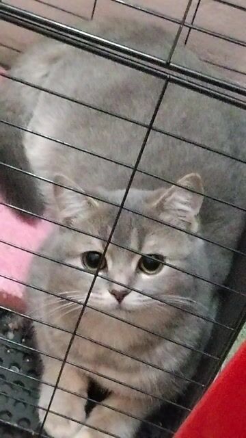 PASS BÉ MÈO ANH LÔNG NGẮN MÀU XÁM. Mua bán Mèo tại Quận Nam Từ Liêm Hà Nội được đăng bởi MiêuChann hình 1