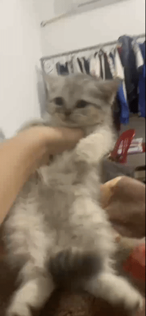 Mèo Munchkin lai Anh lông ngắn Cái. Mua bán Mèo tại Quận 7 Tp Hồ Chí Minh được đăng bởi chi bảo hình 1