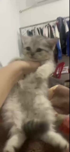 Mèo Munchkin lai Anh lông ngắn Cái. Mua bán Mèo tại Quận 7 Tp Hồ Chí Minh được đăng bởi chi bảo hình 1