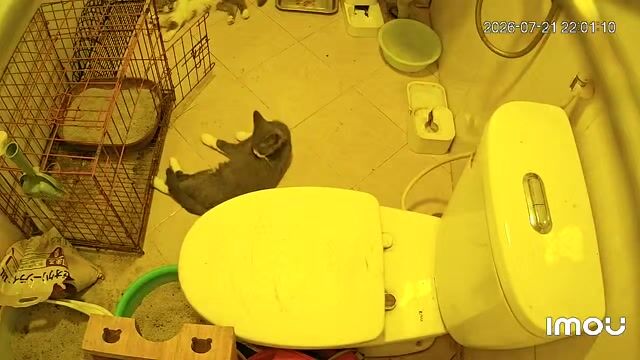 Mèo Anh lông ngắn cái ss đã phối lùn. Mua bán Mèo tại Quận Hoàng Mai Hà Nội được đăng bởi Quânkun hình 1