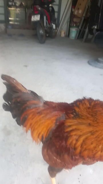 Gà Nâu đỏ đực 2.3kg. Mua bán Gà tại Huyện Châu Thành Sóc Trăng được đăng bởi Tao Dang Van hình 1