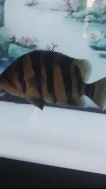 Cá Hổ Indo 28 cm Vàng. Mua bán Thú cưng khác tại Huyện Nhà Bè Tp Hồ Chí Minh được đăng bởi Tâm hình 1