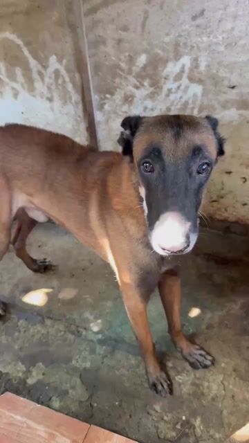 Chó Béc Bỉ đực 2 tuổi đã tiêm. Mua bán Chó tại Thành phố Biên Hòa Đồng Nai được đăng bởi Anh Hoàng hình 1