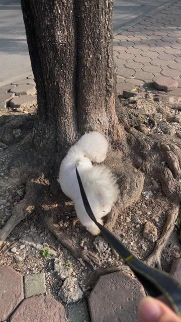 Chó Bichon tiêu chuẩn đực 1 tuổi. Mua bán Chó tại Quận Thanh Xuân Hà Nội được đăng bởi Chị Vân Anh hình 1