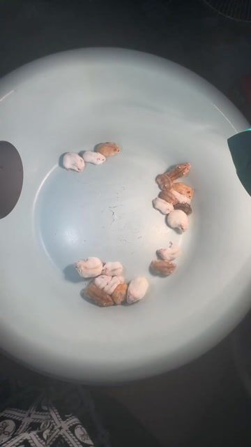 Chuột Hamster ww tìm bame yêu thương. Mua bán Thú cưng khác tại Quận Hai Bà Trưng Hà Nội được đăng bởi Mai Yến Nguyễn hình 1