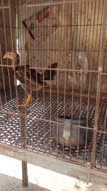 Gà con mỹ a15. Mua bán Gà tại Huyện Hóc Môn Tp Hồ Chí Minh được đăng bởi Gànhàđổ hình 1