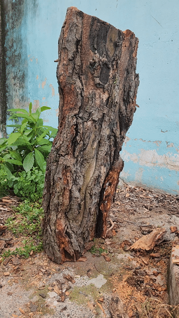 Gốc gỗ Mít Vàng óng 1m20 Trang trí. Mua bán Đồ sưu tầm, đồ cổ tại Huyện Hóc Môn Tp Hồ Chí Minh được đăng bởi Anh Minh hình 1