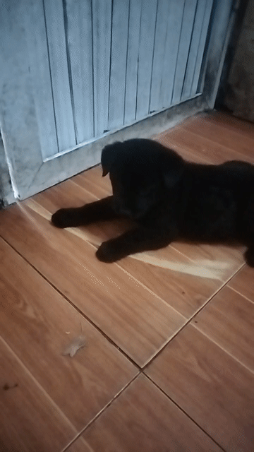 Chó Mông cộc đen tuyền. Mua bán Chó tại Quận Thanh Xuân Hà Nội được đăng bởi Nguyễn Hữu Hà hình 1