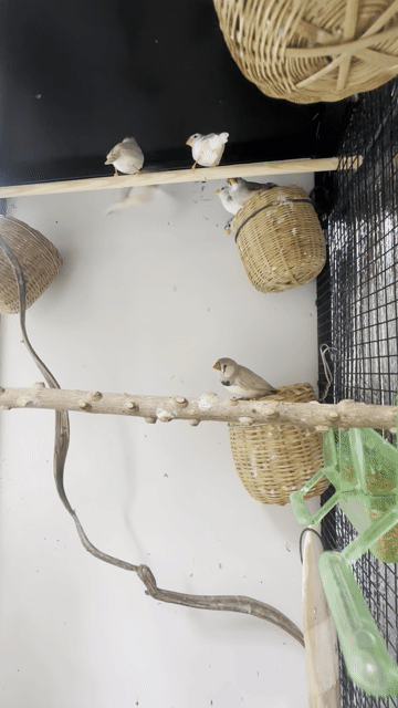 Chim Manh manh pied Chim tơ Hà Nội. Mua bán Chim tại Quận Đống Đa Hà Nội được đăng bởi Henry Tèo Anh hình 1