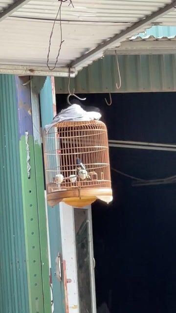 Lồng chim chích choè than Tre. Mua bán Chim tại Huyện Thanh Trì Hà Nội được đăng bởi Dang duc khoi hình 1