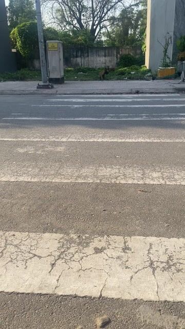 Chó Malinois đực gần 3 tháng. Mua bán Chó tại Thành phố Thuận An Bình Dương được đăng bởi Phương  hình 1